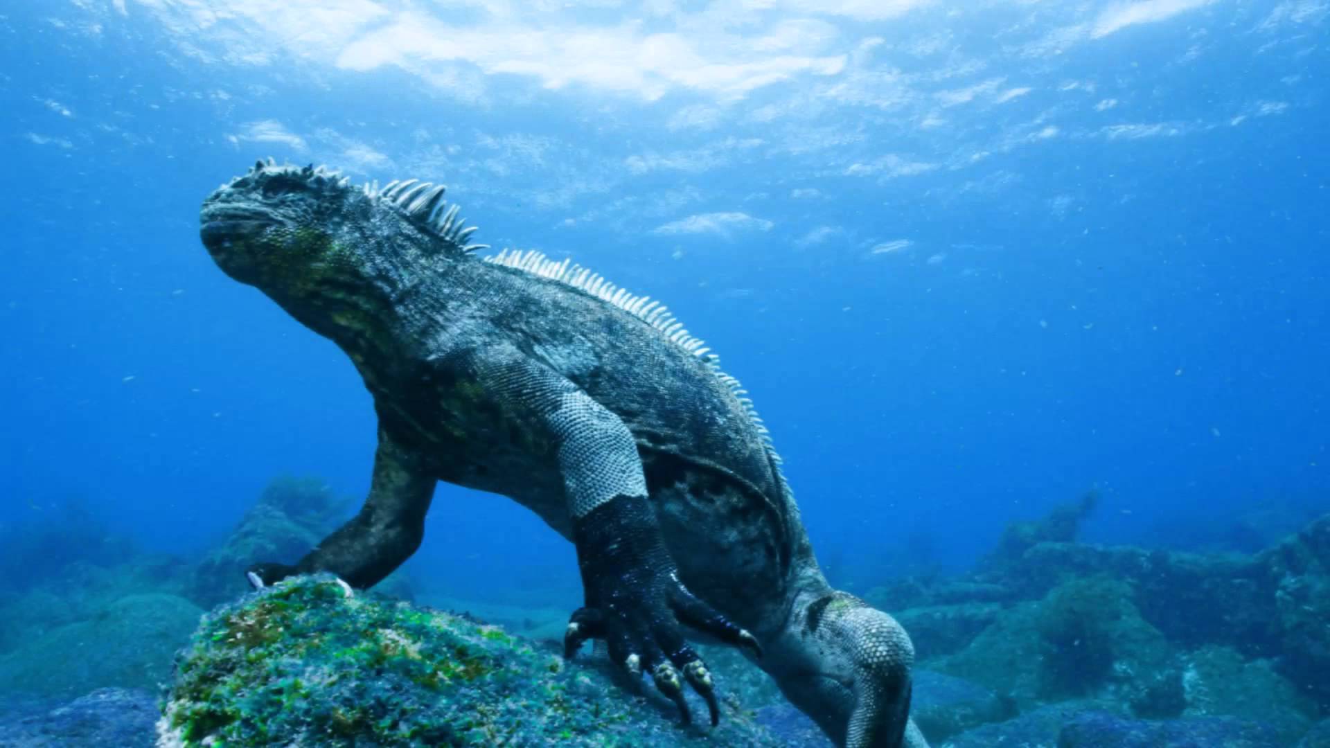 Islas Galápagos: historia, origen, ubicación, turismo, playas y más