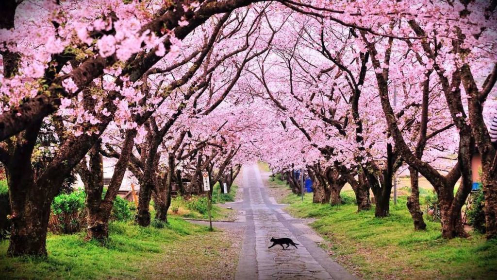 sakura o flor de cerezo japones